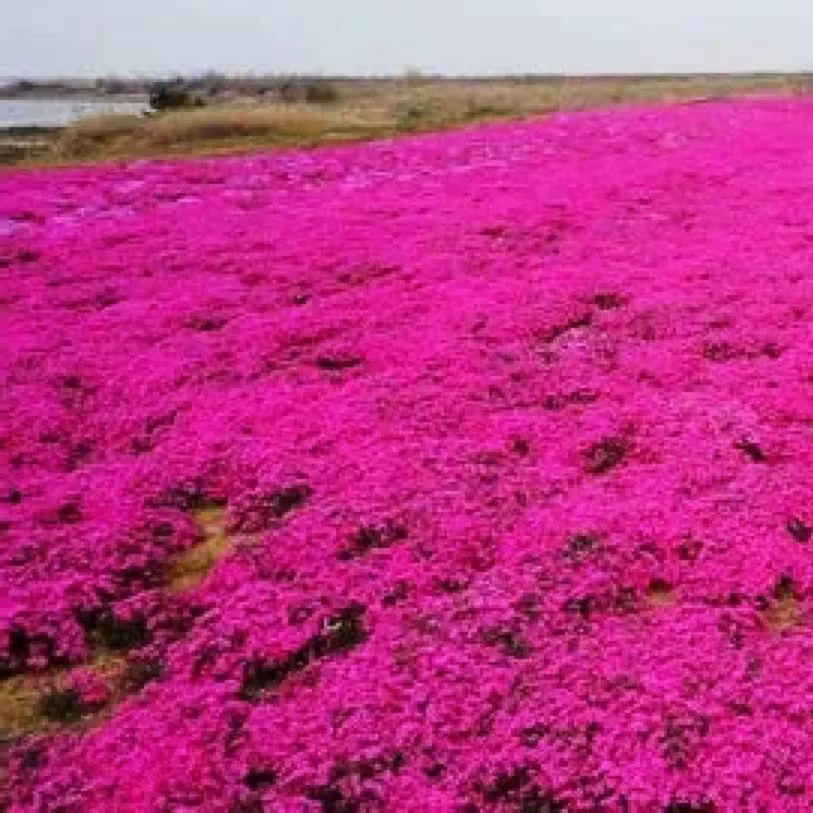 500 Semi Di Timo Strisciante Blu | Copertura Terreno Perenne - Per Giardino E Balcone - Foto 9
