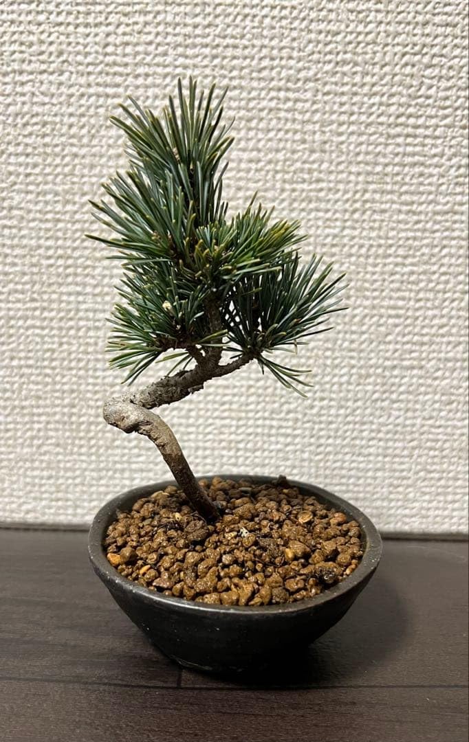 Amazon｜小品盆栽素材 八房五葉松 那須五葉与一 ガーデニング 園芸用品