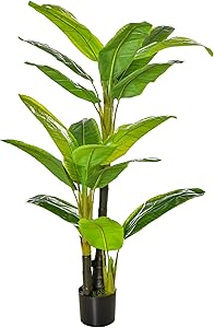 Banano da interno thumbnail classifica