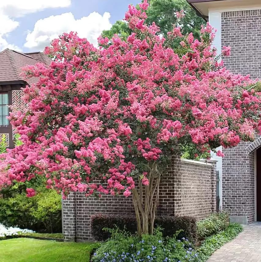 Pink Crape Myrtle Tree - 6-12 Tall Live Plant