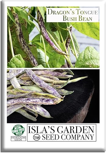 Semillas de frijol de arbusto de lengua de dragón para plantar, (Dragon Langerie), más de 25 semillas de reliquia por paquete, semillas de jardín de