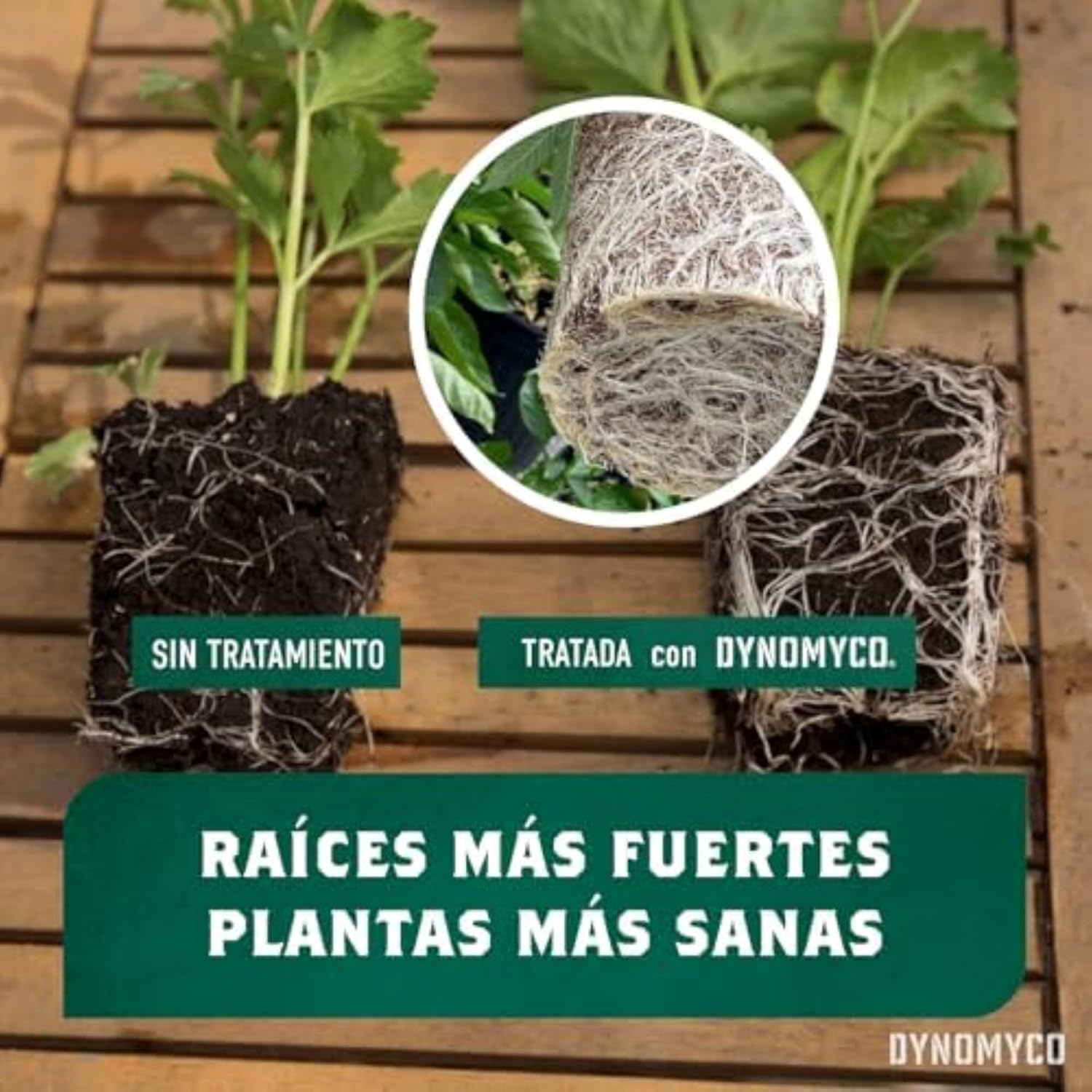Inoculante de micorrizas DYNOMYCO® – Cepas de alto rendimiento – Fórmula concentrada – Mejora la absorción de nutrientes – Aumenta el rendimiento de las plantas (50 g/Up to 10 Plants)