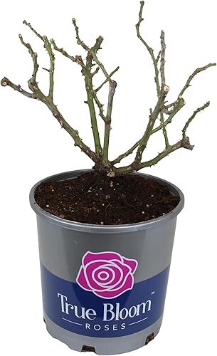 Miniatura 9 de True Bloom 'True Serenity' - Rosas vivas y rosales listas para plantar, regalo de plantas de rosas para amantes de las plantas, rosas de jardín,