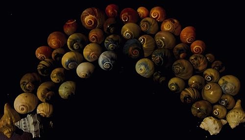 Miniatura 9 de 12 conchas cambiantes de cangrejo ermitaño, pequeñas a grandes, conchas coloridas de luna de burbujas