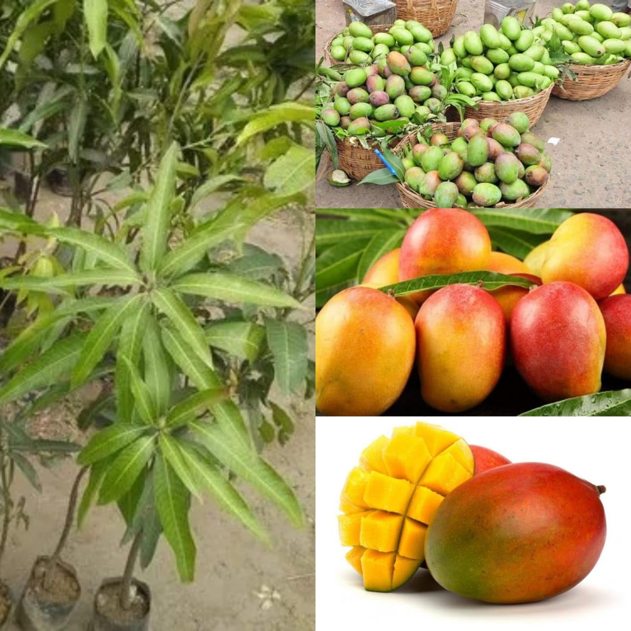 Golden Bloom Original Suvarnarekha Mango Plant Grafted Height 2-3 Ft-image-16
