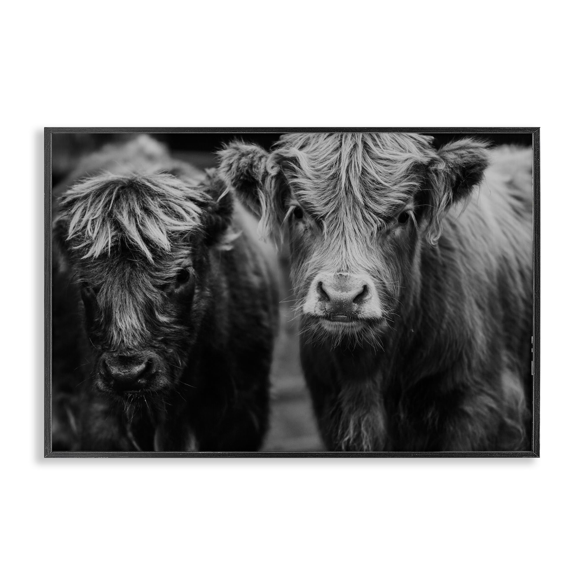 Stupell Industries Cow Faces on Farm Black Framed Giclee Art, design by Amy Carroll, 12 x 18