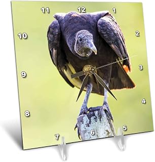 3dRose 6x6 Desk Clock - Belize, Crooked Tree Wildlife Sanctuary. Black Vulture. Animals