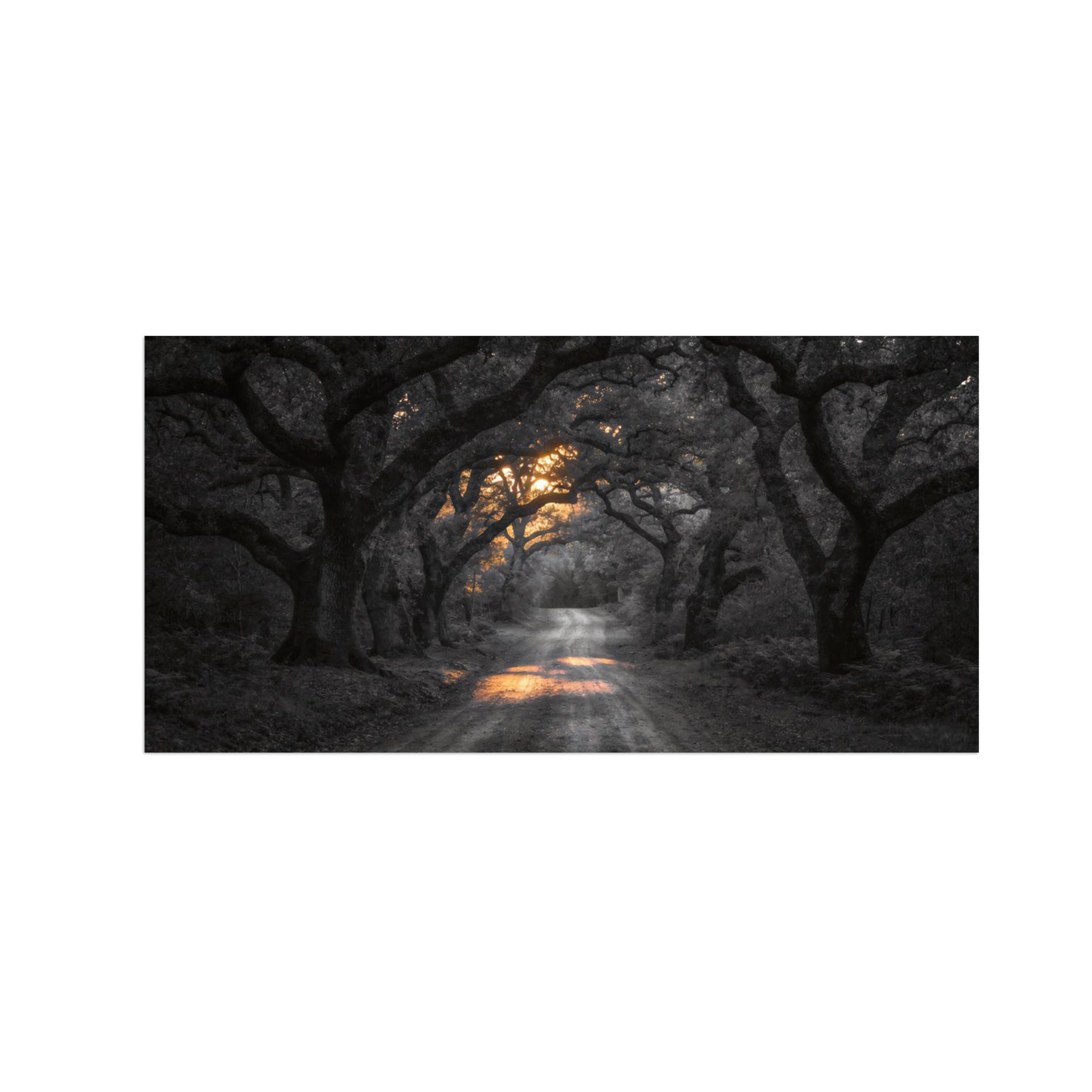 OZPWBVY Black and White Landscape Print Painting-Tree Path Sunrise-Minimalist Canvas Wall Art Picture for Home Decor 16x31in 40x80cm Unframed