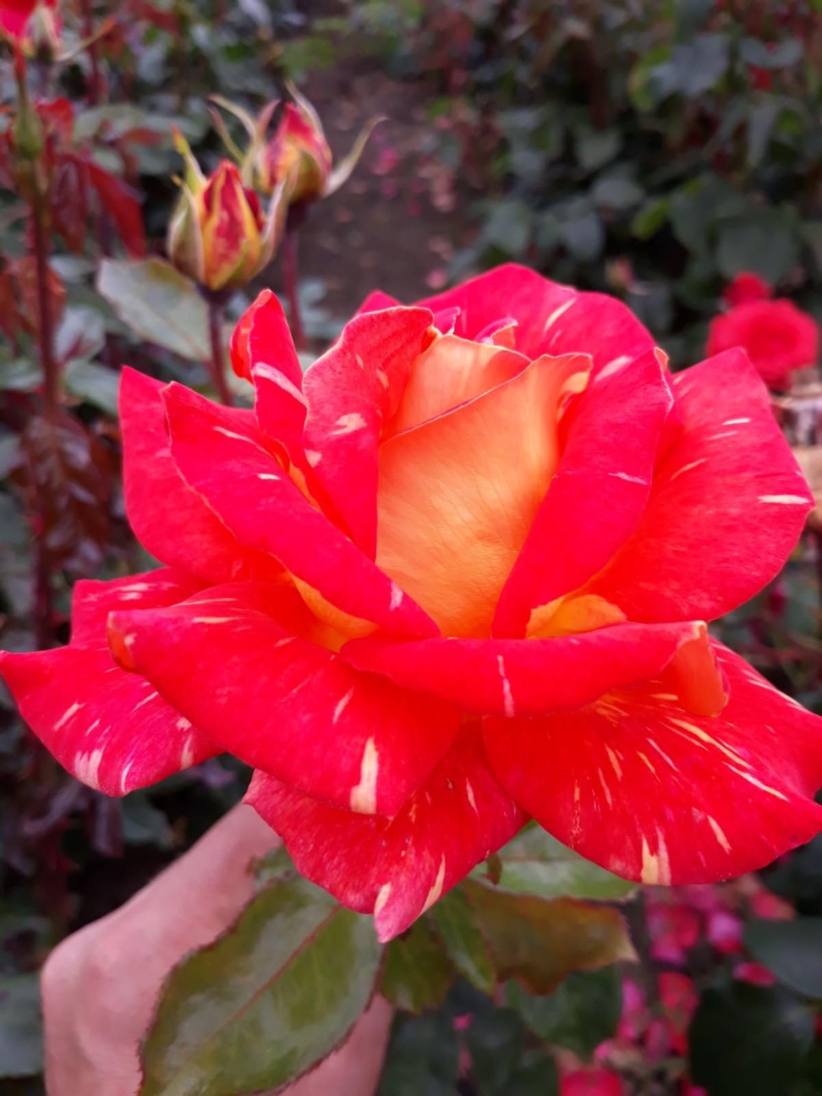 Harry Wheatcroft Hybrid Tea Rose Bare Root