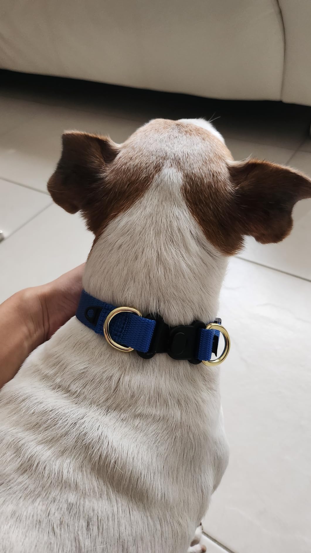 Petsafe KeepSafe BreakAway Collar, Prevent Collar Accidents for Your