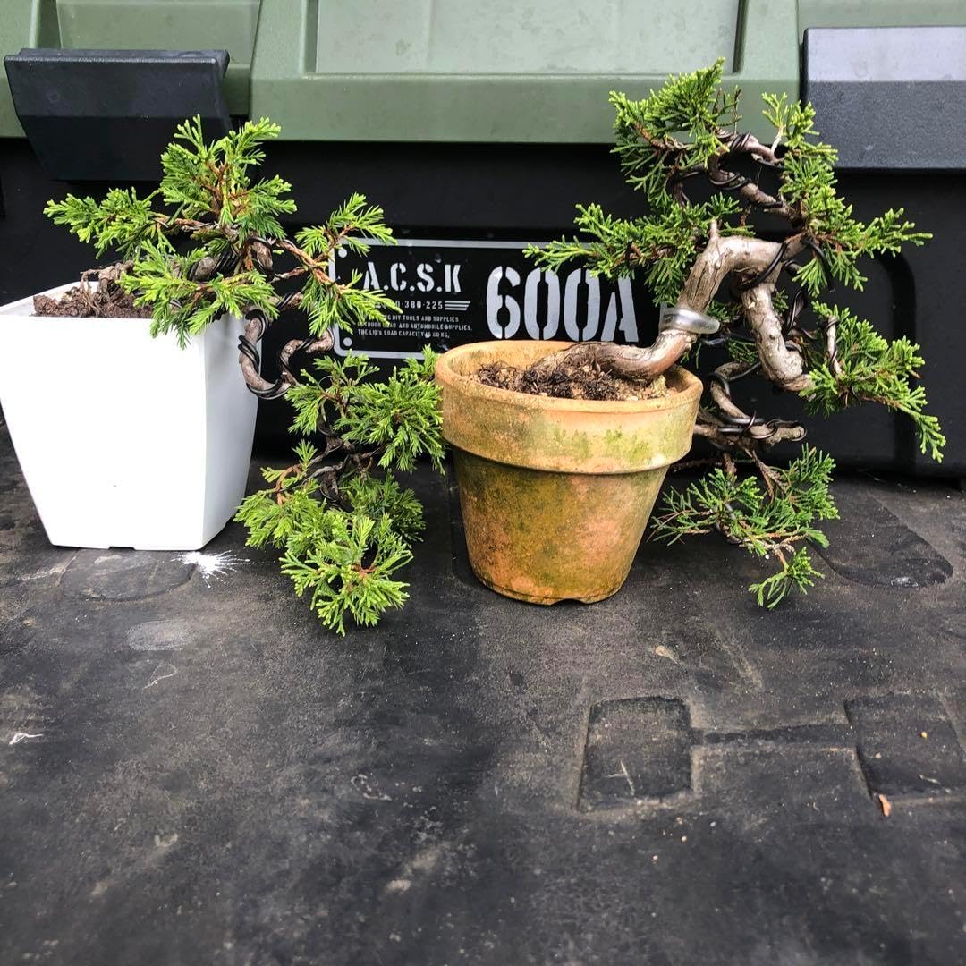 貴風 糸魚川真柏盆栽】 ⭕2点セットあかさ❗ 貴風 糸魚川真