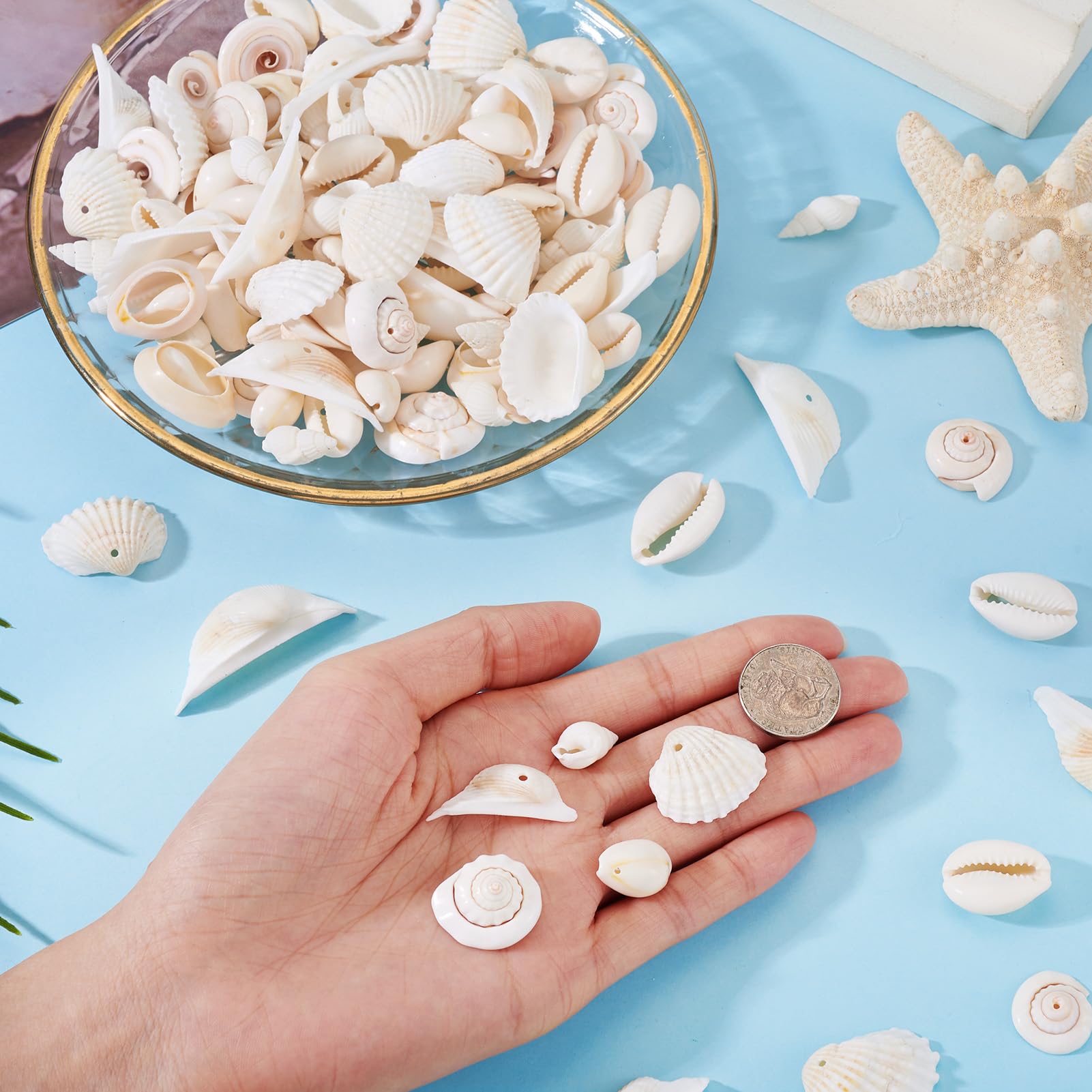 Amazon.com: Cheriswelry 210pcs/box 21.5-24.5mm Natural Shell