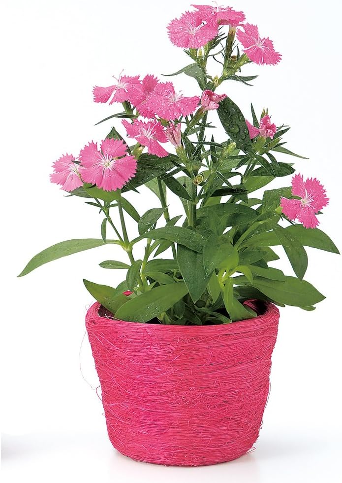 Greenhouse sisarupotto Small Passion Pink 3499 – B – PP