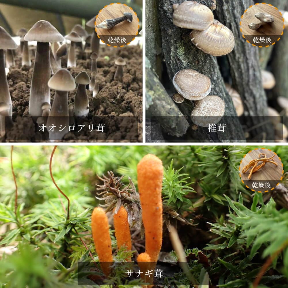 Amazon.co.jp: 【訳アリ】割れ欠けきのこミックス 60g 7種類 フリーズ