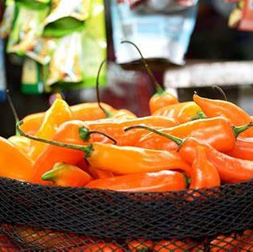 Miniatura 6 de CHUXAY GARDEN Aji Amarillo, semillas de pimienta amarilla peruana, 30 semillas, chile picante, sabor único, delicioso pimiento sazonado ideal para