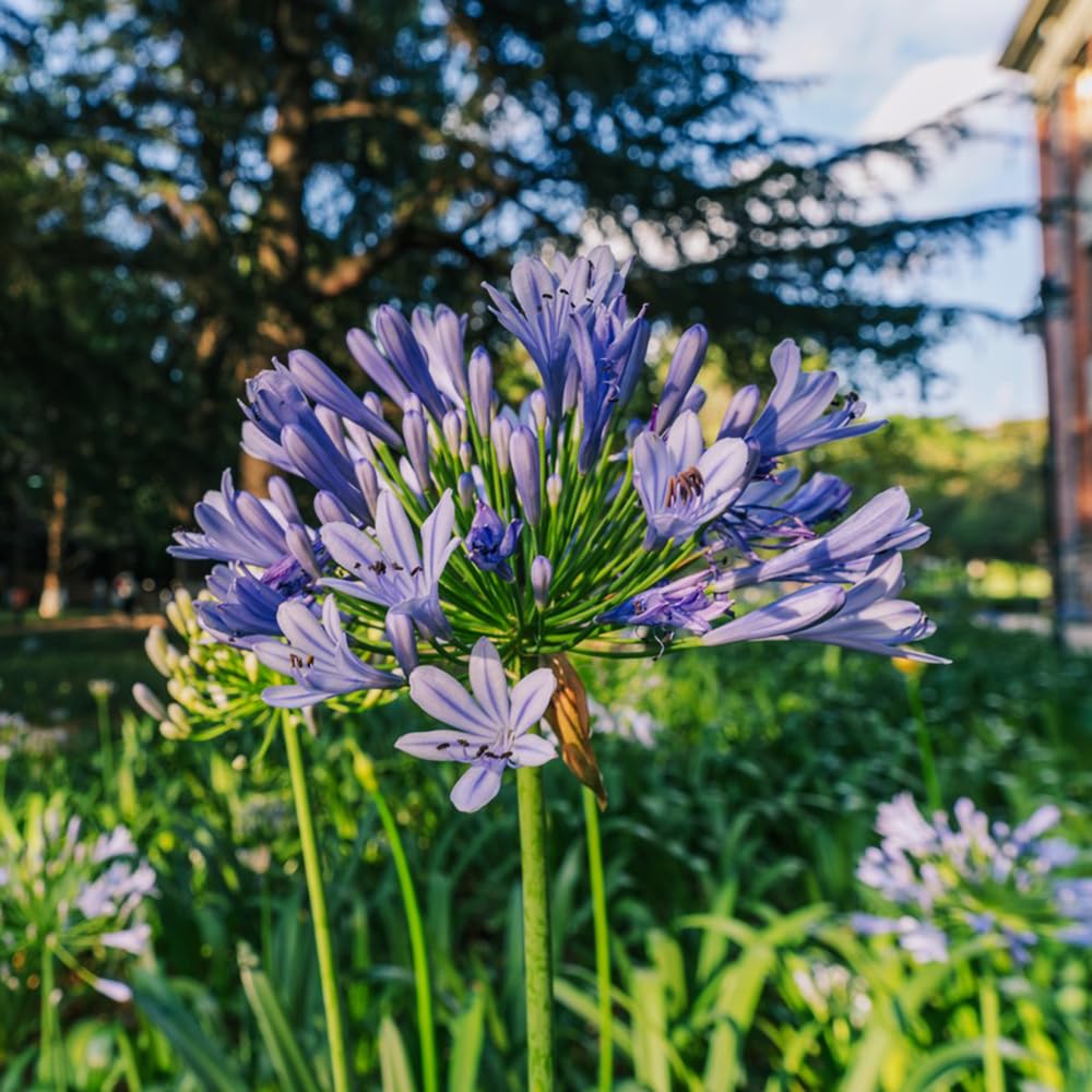 Agapanthus - balcone rialzato letto giardino balcone precoce 5pcs