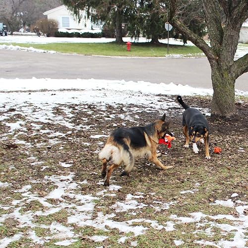 Miniatura 7 de Jalousie Paquete múltiple de juguetes chirriantes para perros, fuertes, casi indestructibles, con forro añadido para un juego más largo (5 unidades,