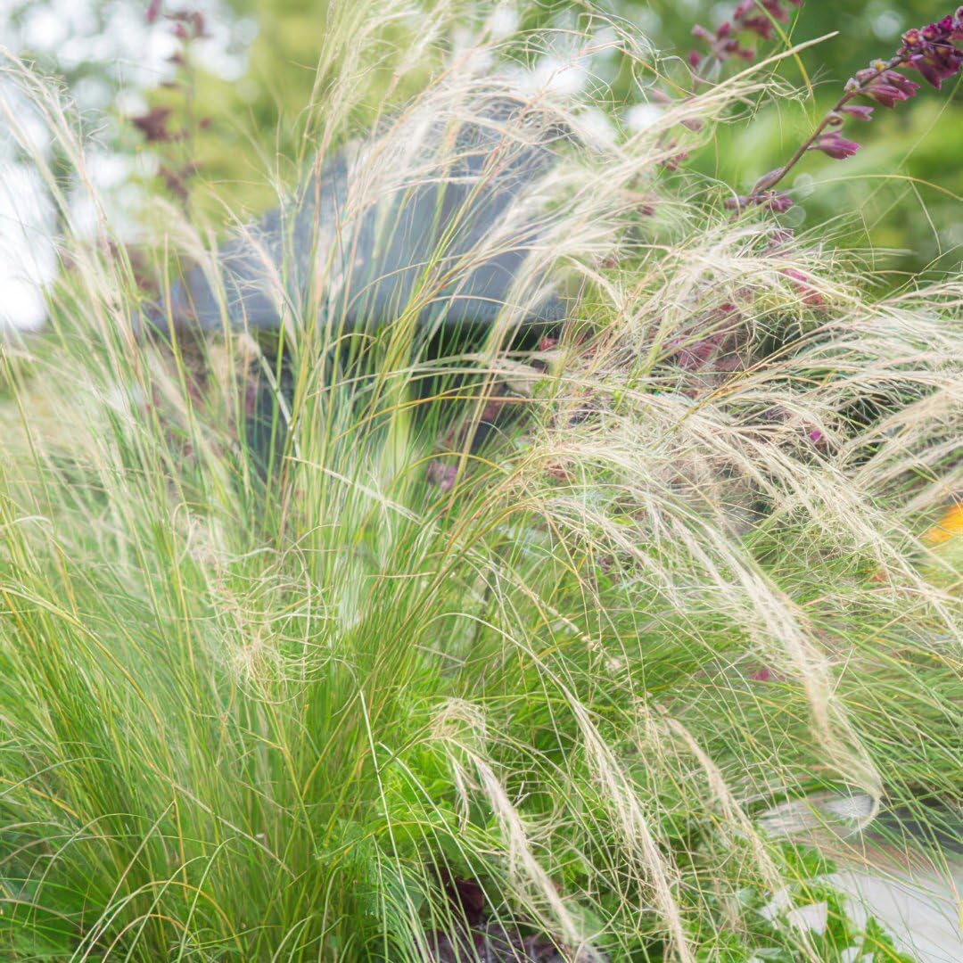 Plants by Frank Stipa Tenuissima Ponytails, 48x Federgras Pflanzen, Ø 9 cm