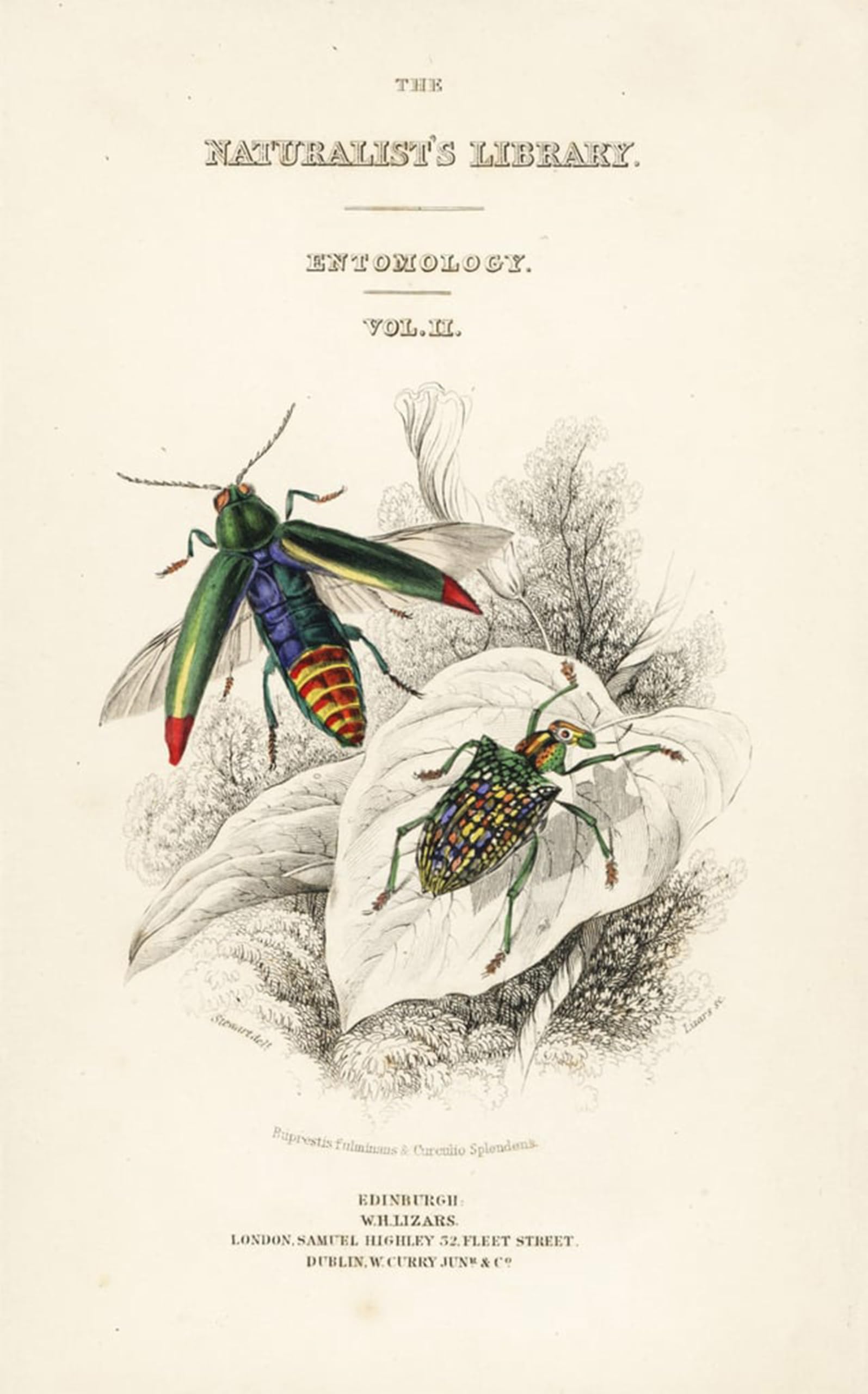 POSTERIIk Famous Animal Posters Vintage Picture Title Page with Vignette of Jewel Beetle by William Home Lizars Modern Wall Decor for Home Decor 60x90cm