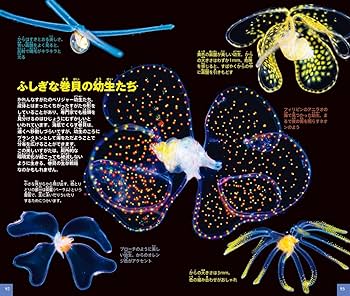 プランクトン: クラゲ・ミジンコ・小さな水の生物 (小学館の図鑑