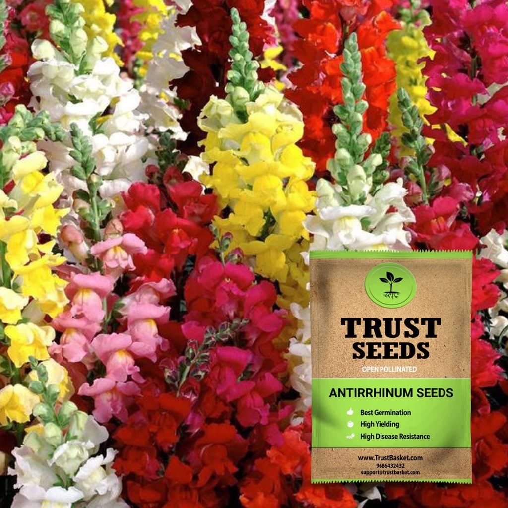 TrustBasket Premium Flower Antirrhinum Seeds (Open pollinated) | Sow and Grow Fresh Healthy Seed in Your Garden Perfect for Home & Terrace Gardening High Germination Seeds (B071F5X95F) Amazon Price History, Amazon Price Tracker