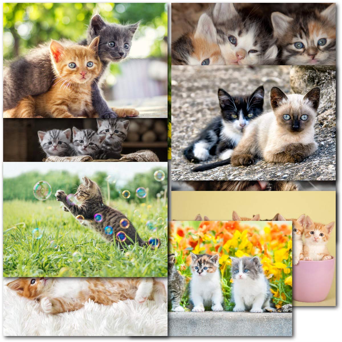doodlecards Pack of 10 Mixed Cats Blank Cards. Ideal for birthday. Multipack Cat Kitten & Kittens Cards with Envelopes. Printed in UK, 100% Recyclable.