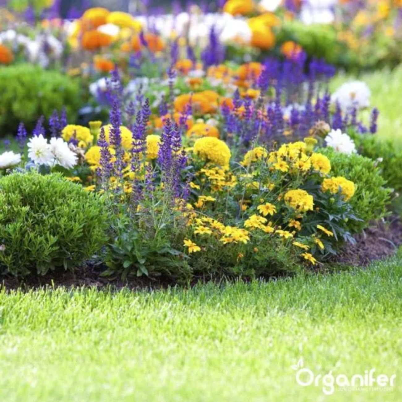 Fumier De Vache 3-En-1 En Granulés - 20 Kg - 200 M2 - Engrais Organique Universel - Npk 2-2-3 - Fertilisants Pour Potager, Gazon, Jardin - À Partir De Fumier De Vache 100% Pur - Organifer