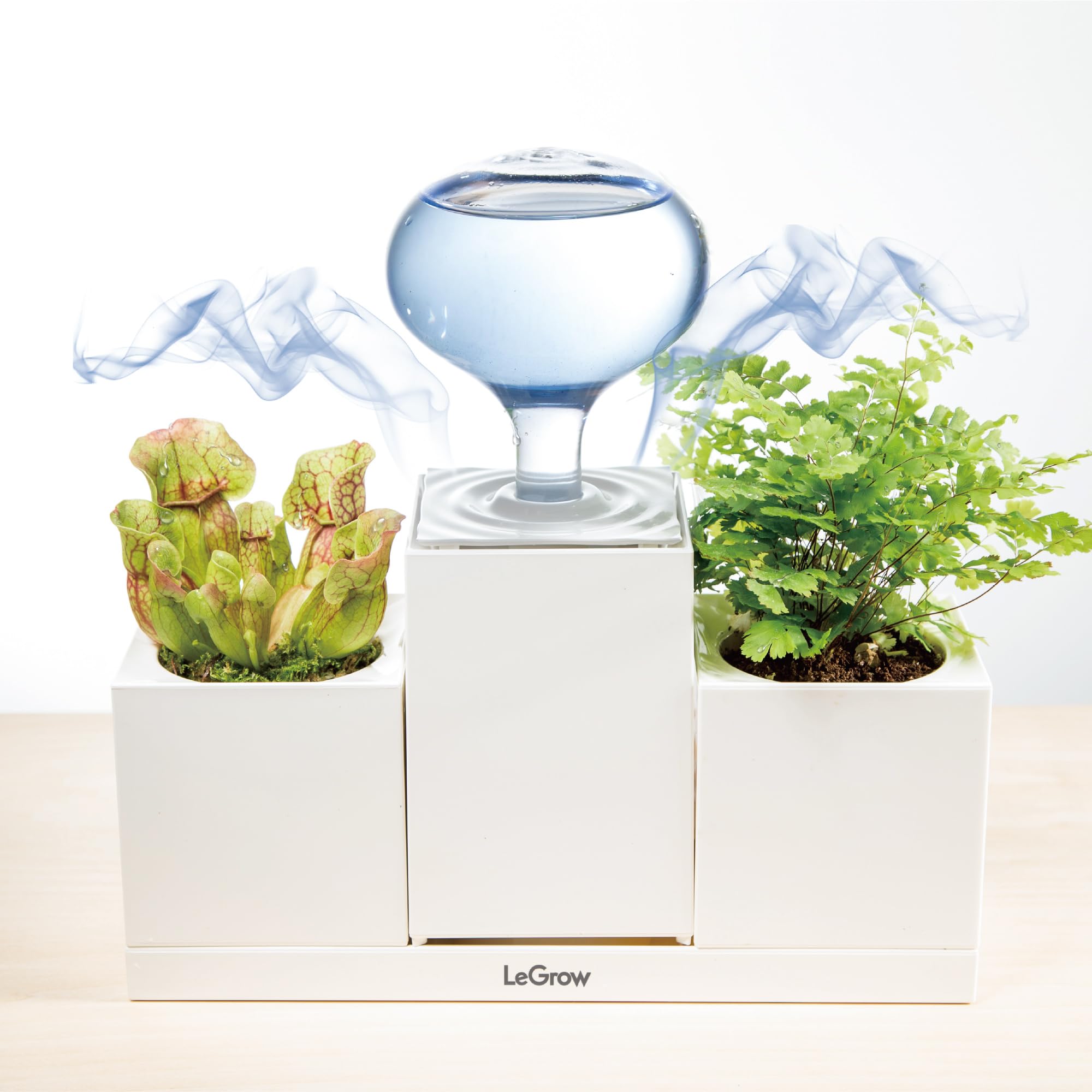 indoor small palm plants The Snobby Leaf | Parlor Palm - 4 inch Pot