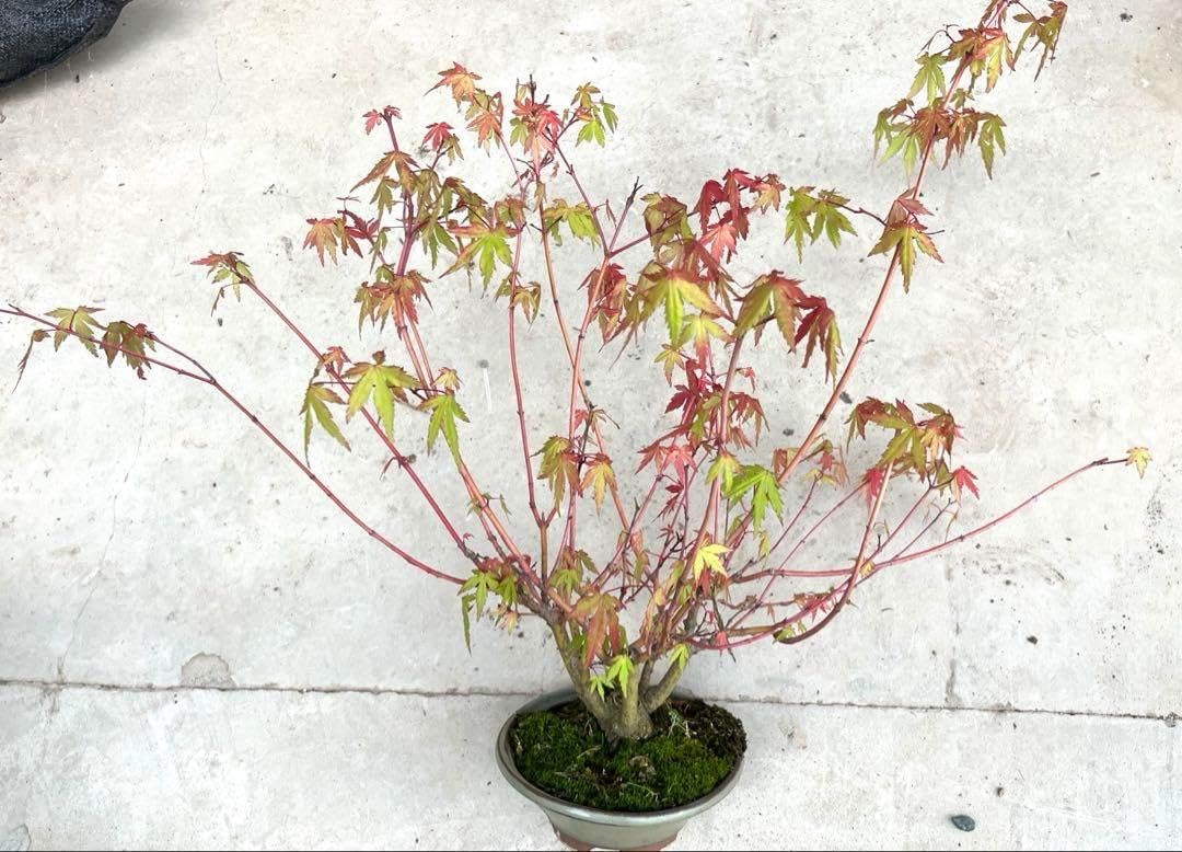 紅葉中 モミジ盆栽 40cm