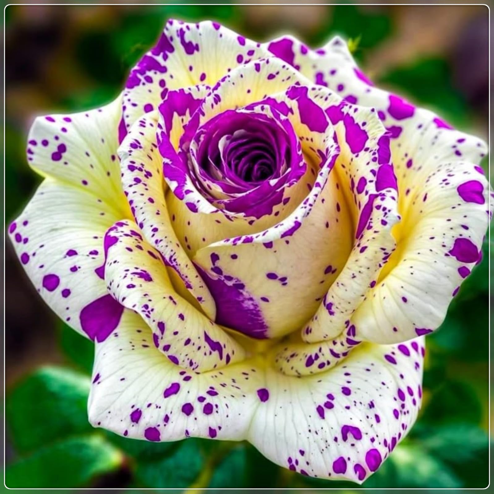 Rose Bulbs Now UK, Strong Plant, Mix Greening Flower, Easy Plant, for Containers, Natural Organic, Excellent Display, Rare Plants, 3bulbs-f
