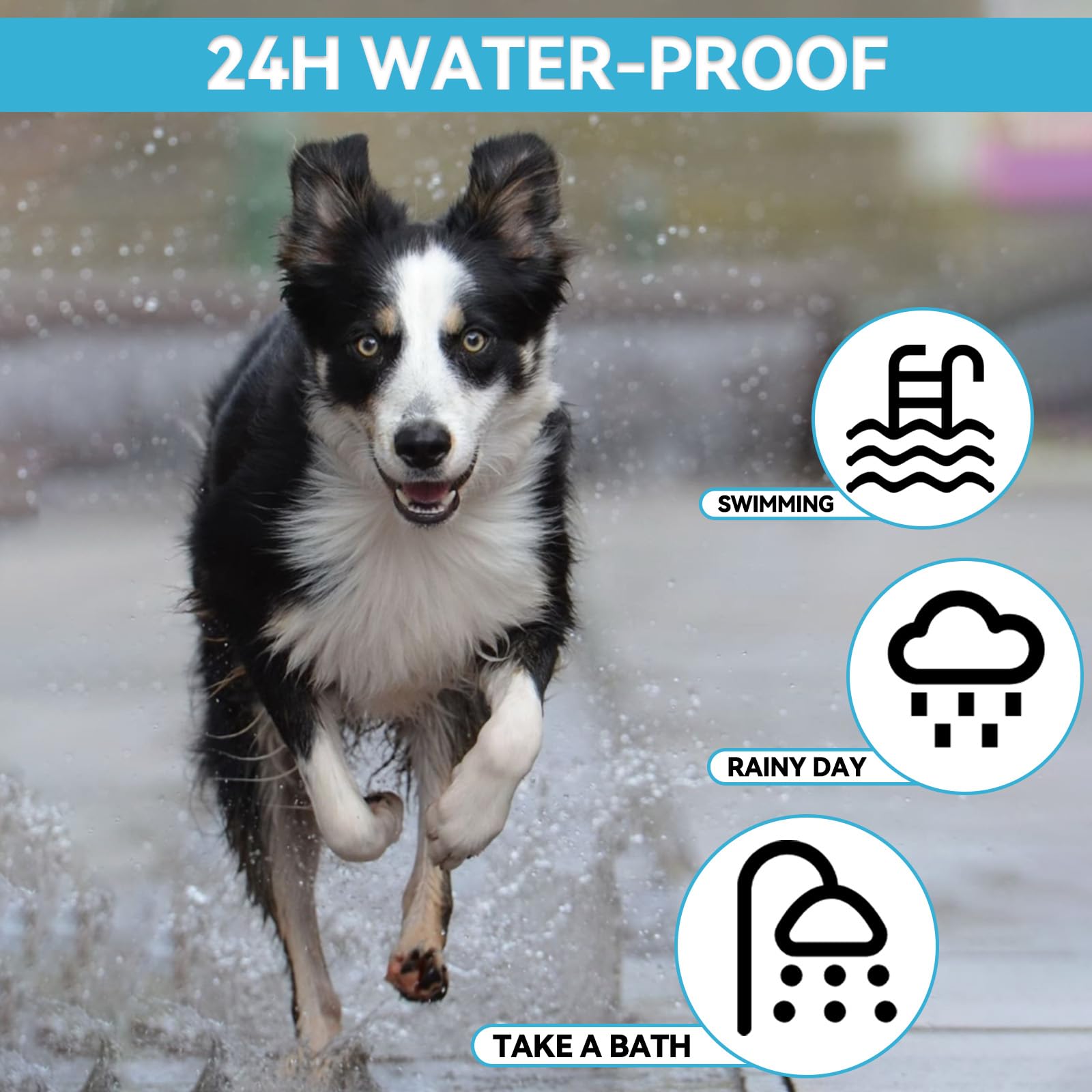 Collare Antipulci Cane, Naturali Collare Antipulci e Zecche per Cani, 12 Mesi di Protezione Impermeabile Collare Cane Antiparassitario, 63.5cm Regolabile Collare Antipulci (1pack)