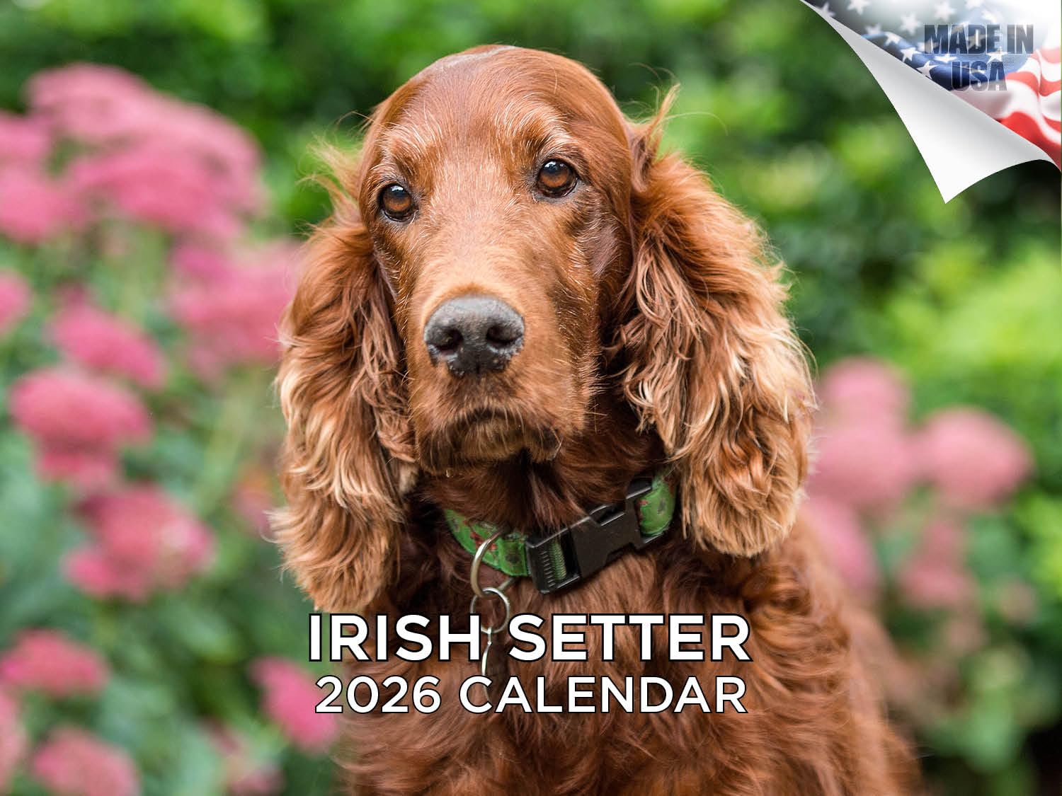 2025 2026 Calendario Setter Irlandese - Calendario da Parete Mensile della Razza di Cane - 30,5 x 45,7 cm Aperto - Carta Spessa Senza Scolorimento - Regalabile - Calendario Organizzatore e
