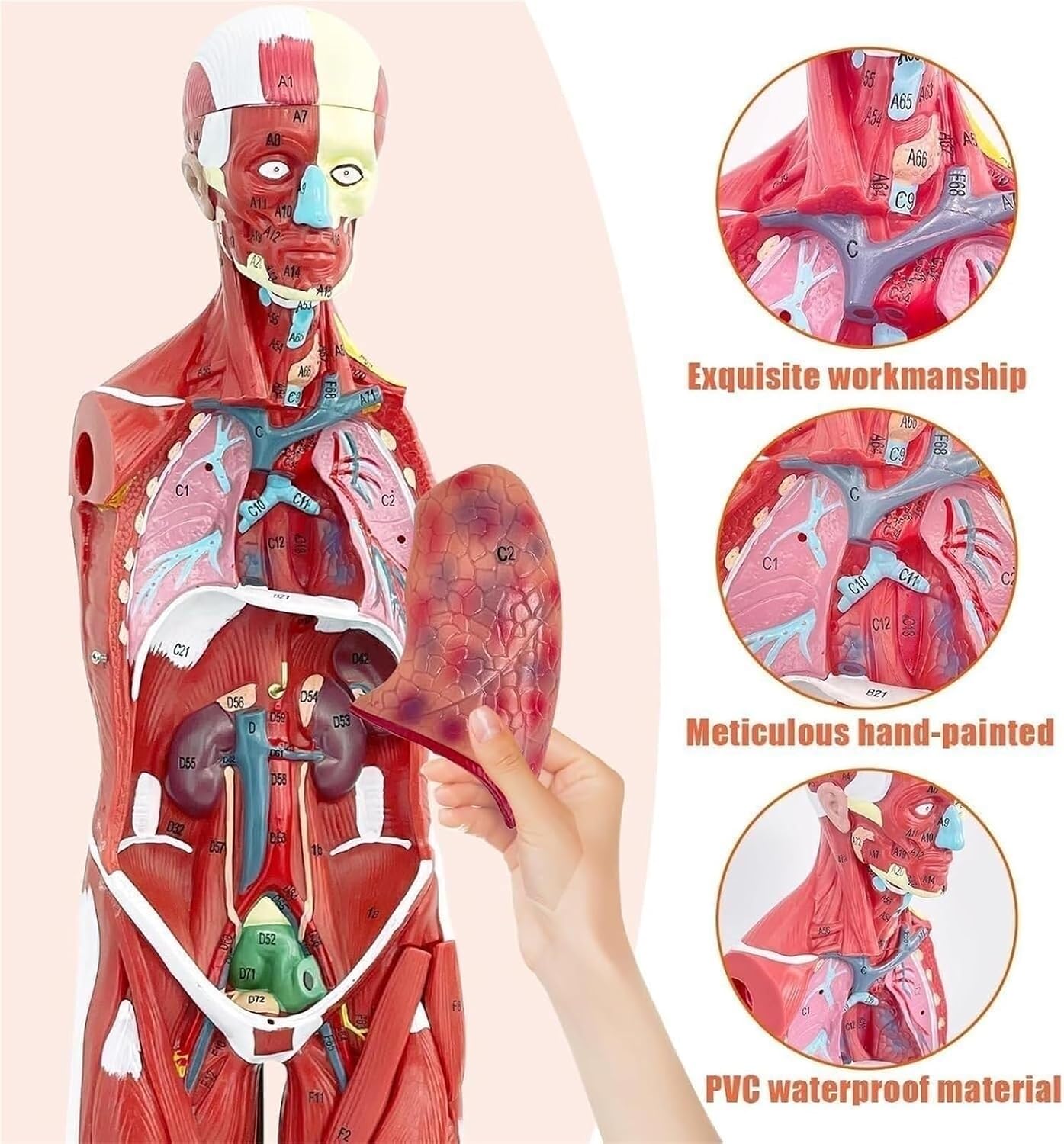 Human Muscle and Organ Model, 27 Parts, Detachable, Suitable for Medical Education and Training