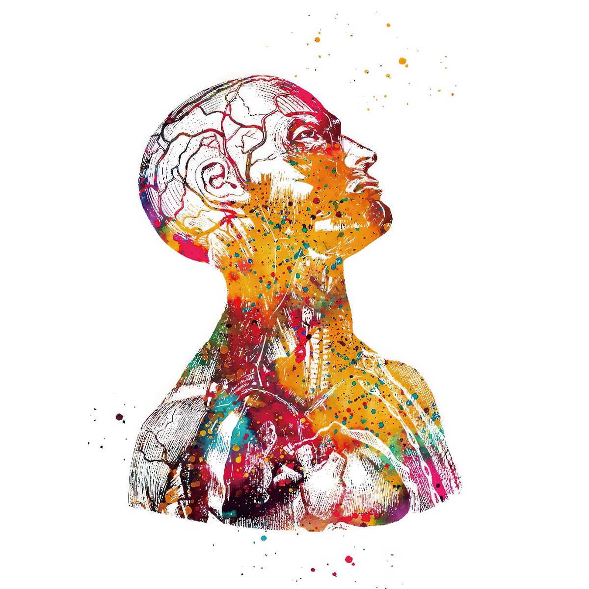 KXHHYB Póster de anatomía juego de 3, corazón cerebro humano anatomía póster hospital clínica arte de pared póster medicina pared cuadros sin marco (B, 40 x 60 cm**3)
