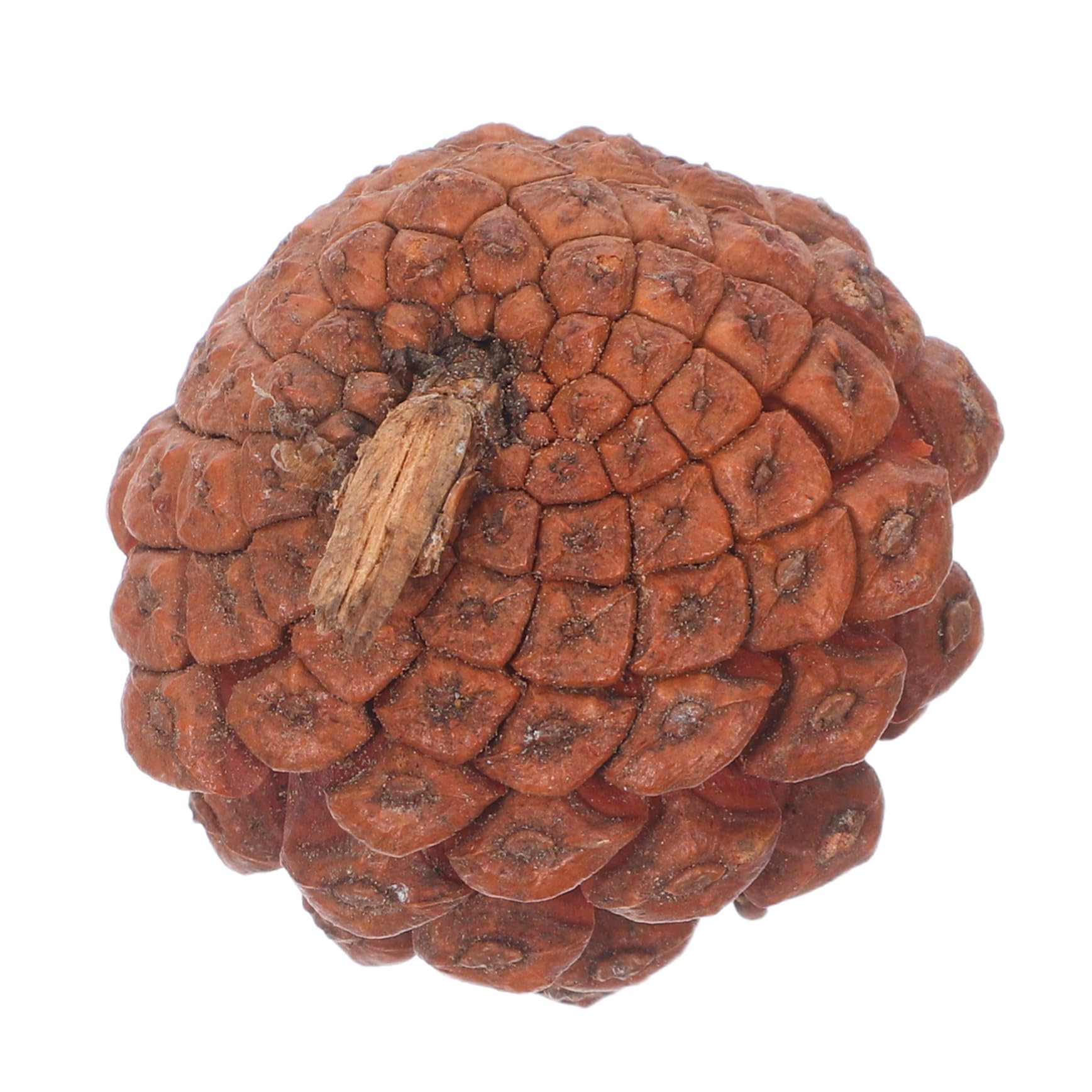 POPETPOP 120 Piezas Piñas Secas Naturales Mini para Manualidades Decoración Navideña con Piñas para Coronas y Relleno de Jarrones Adornos Festivos para Bodas y Fiestas