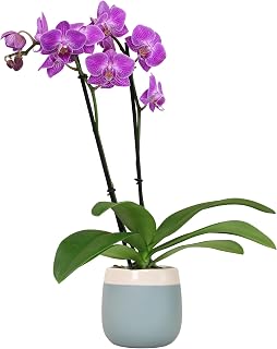 Premium Purple Phalaenopsis Moth Orchid Live Plant in 3.5" Blue & White Pot - 16" Tall Pet-Friendly Houseplant Gift by PlantsforPets