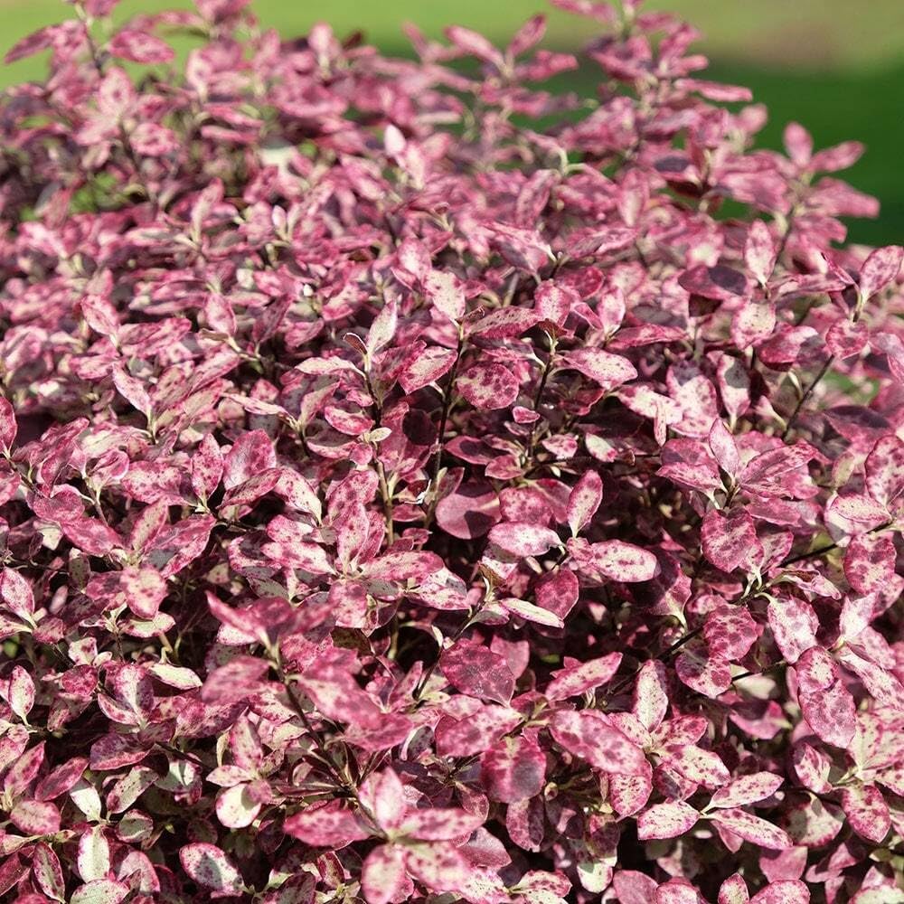 Pittosporum tenuifolium 'Bannow Bay' Breebay | Evergreen Hardy Shrub | Outdoor Garden Hardy Plant | Easy to Grow | Ready to Plant Out | Middleton Nurseries | (3 X P9(9cm))