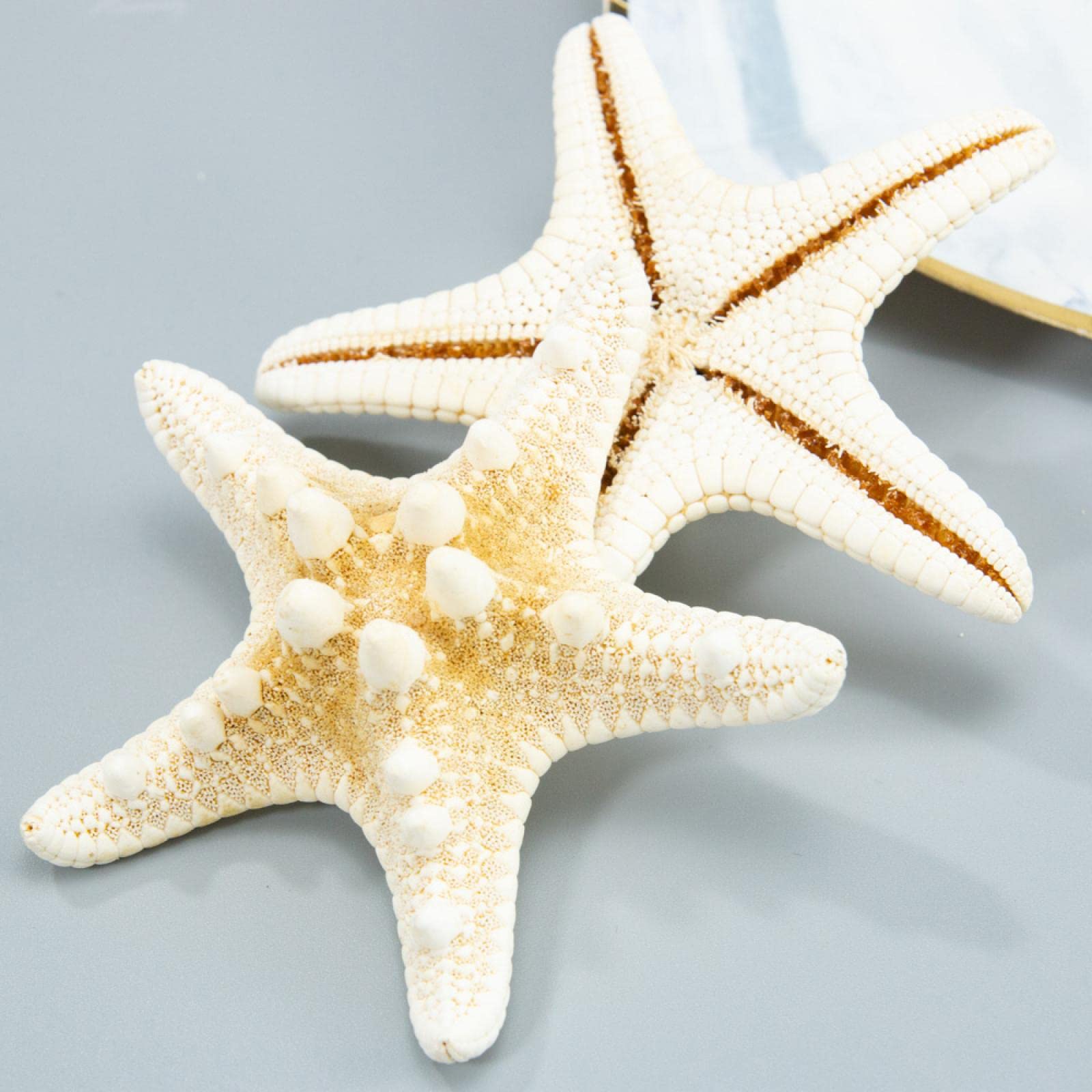 Coquillages de mer et véritables étoiles de mer pour sublimer vos décors ternes