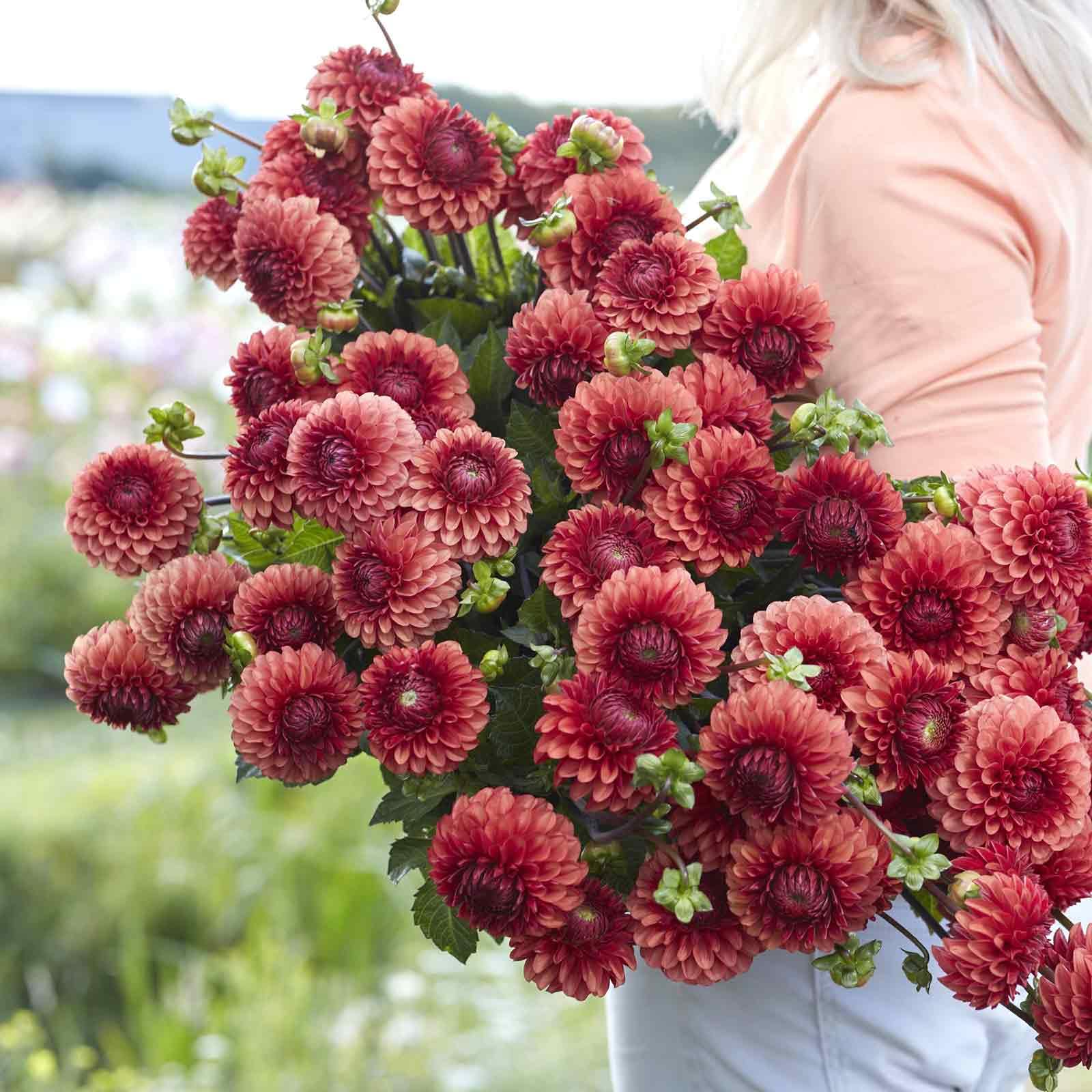 Eden Brothers Brown Sugar Dahlia