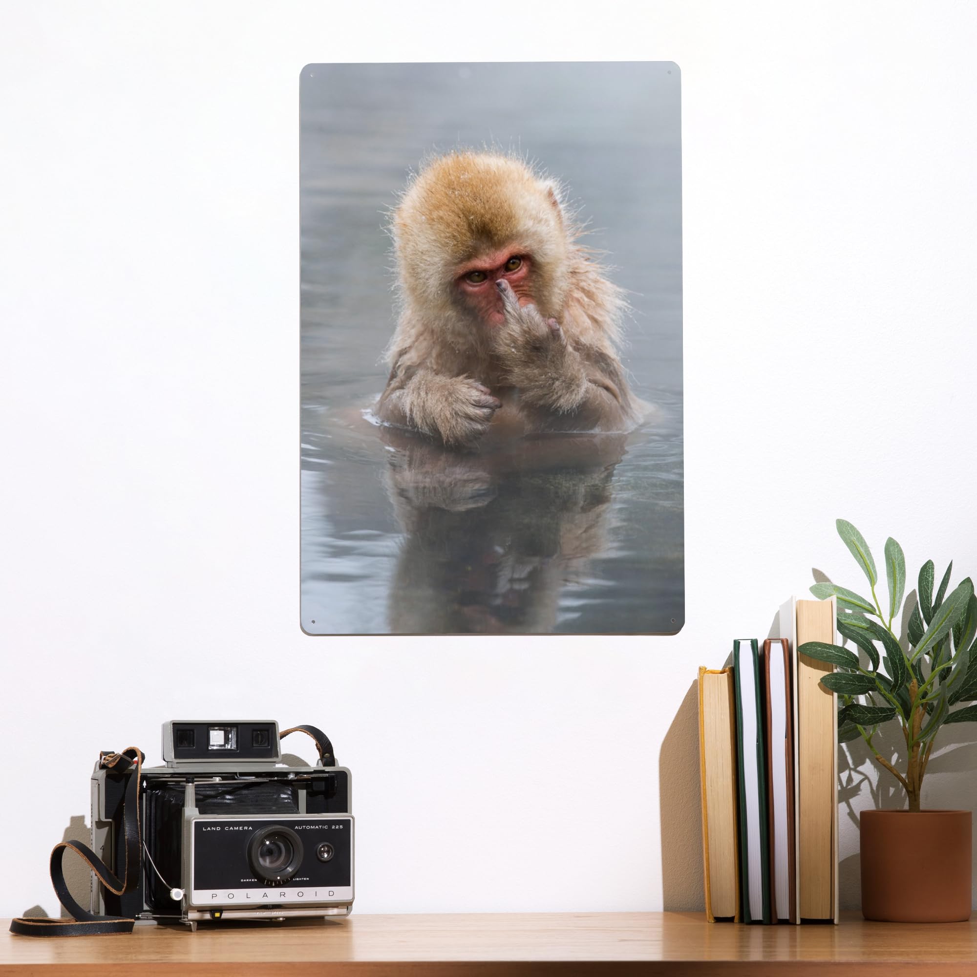 Amazon.com: Lantern Press 12x18 Inch Metal Sign, Japanese Macaque