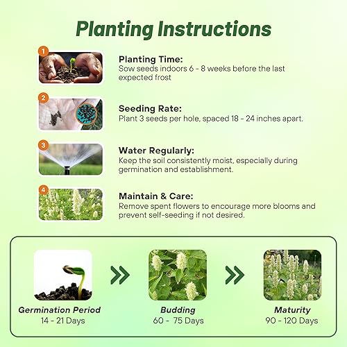 Miniatura 4 de Outsidepride Semillas de hisopo gigante blanco para plantar, 5000 piezas de semillas de jardín de hierbas perennes con flores fragantes atractivas