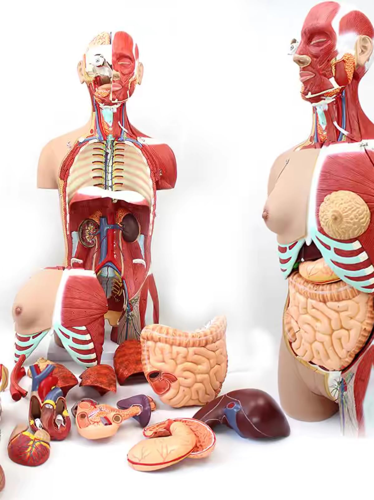 85CM Menschliches Organsystem Anatomisches Modell Medizinischer Torso Viszerale Muskelanatomie Menschliches Körpermodell Anatomie Laborprobe Abnehmbar in 29 Teile