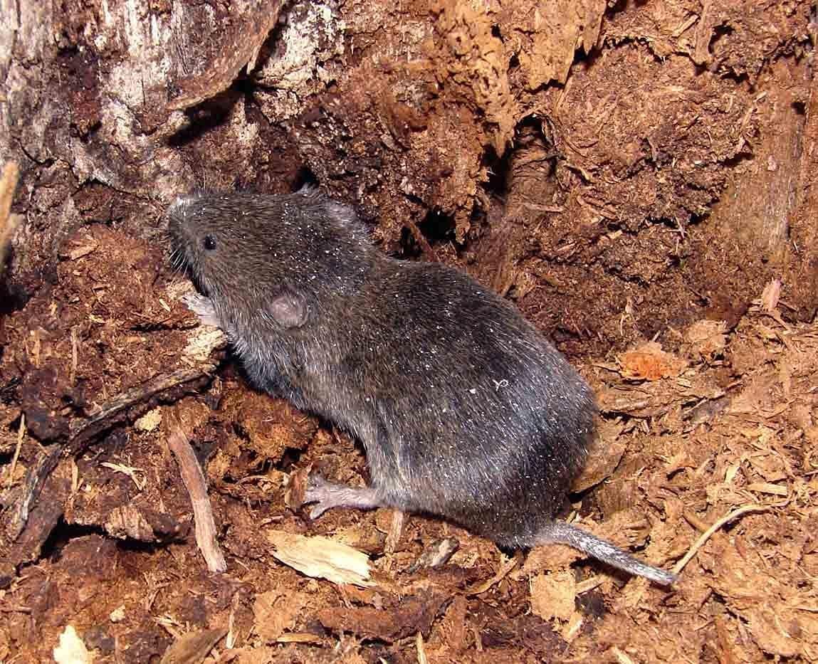Pułapka na norniki z blachą na przynętę | pułapka na norniki | pułapka na norniki | pułapka na norniki | pułapka na norniki | pułapka na norniki | pułapka na karczniki