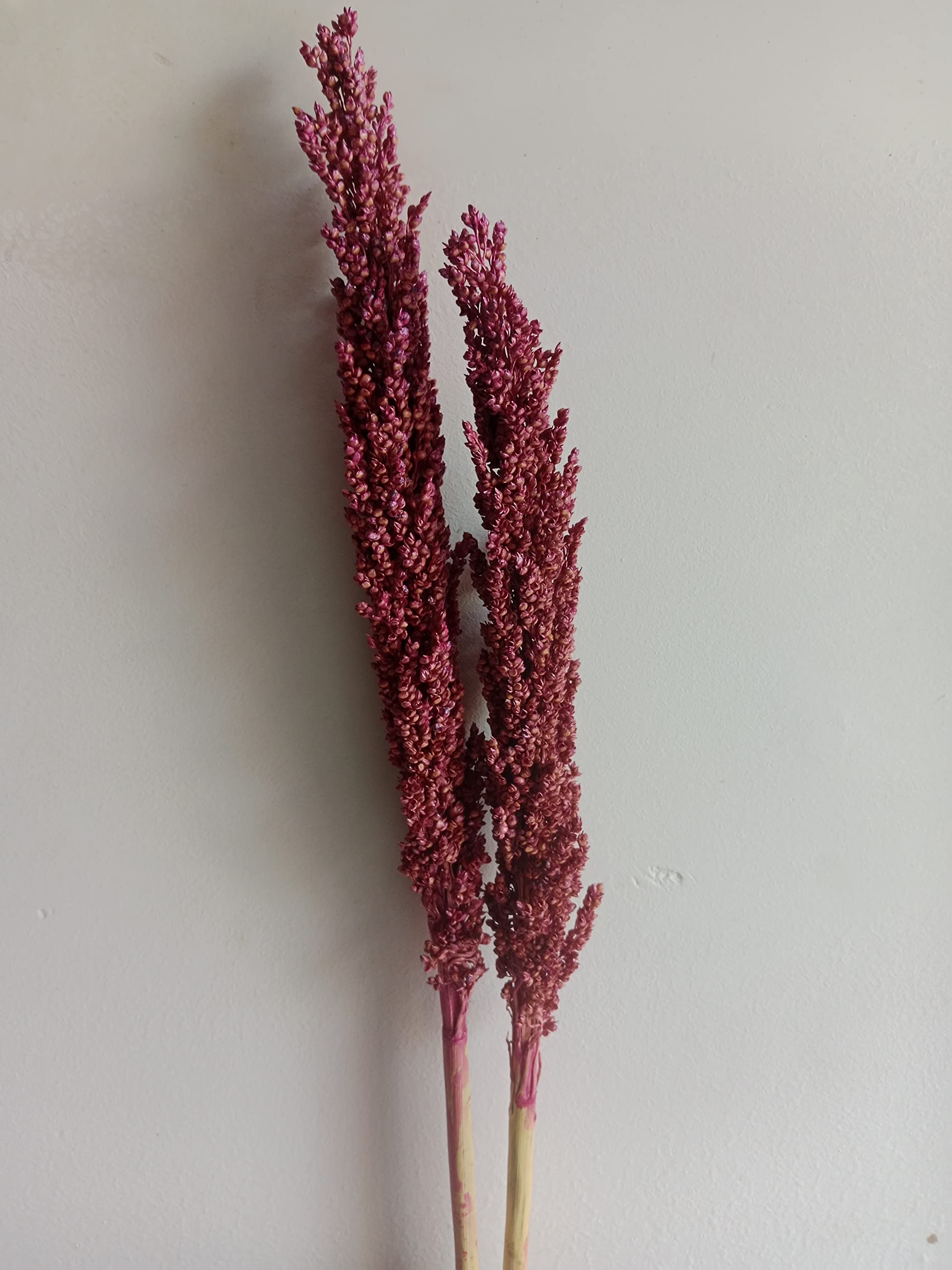RUKDA Dried Pink Sorghum Flower Sheaves || Decoration Dried Flower Sheaves || Stalks Dried Flower Dry Grass Bouquet for Wedding table centerpieces Decoration, Home Decoration, Office Decoration, etc - 2pcs (B0BXJHX6XP) Amazon Price History, Amazon Price Tracker