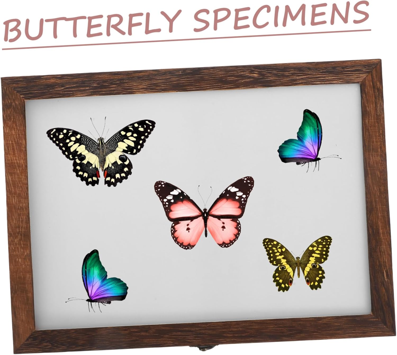 VICASKY Insect Specimen Display Box Dustproof Collection Case with Lid for Butterflies Craftsmanship Vintage Design for Wall Hanging