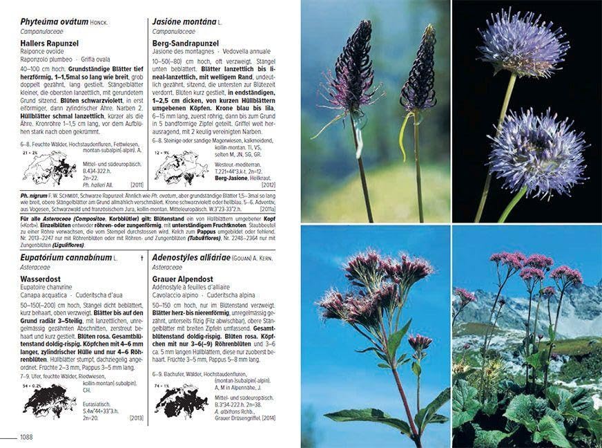 Flora Helvetica - Illustrierte Flora der Schweiz: mit Artbeschreibungen und Verbreitungskarten von 3250 wild wachsenden Farn- und Blütenpflanzen, einschliesslich wichtiger Kulturpflanzen