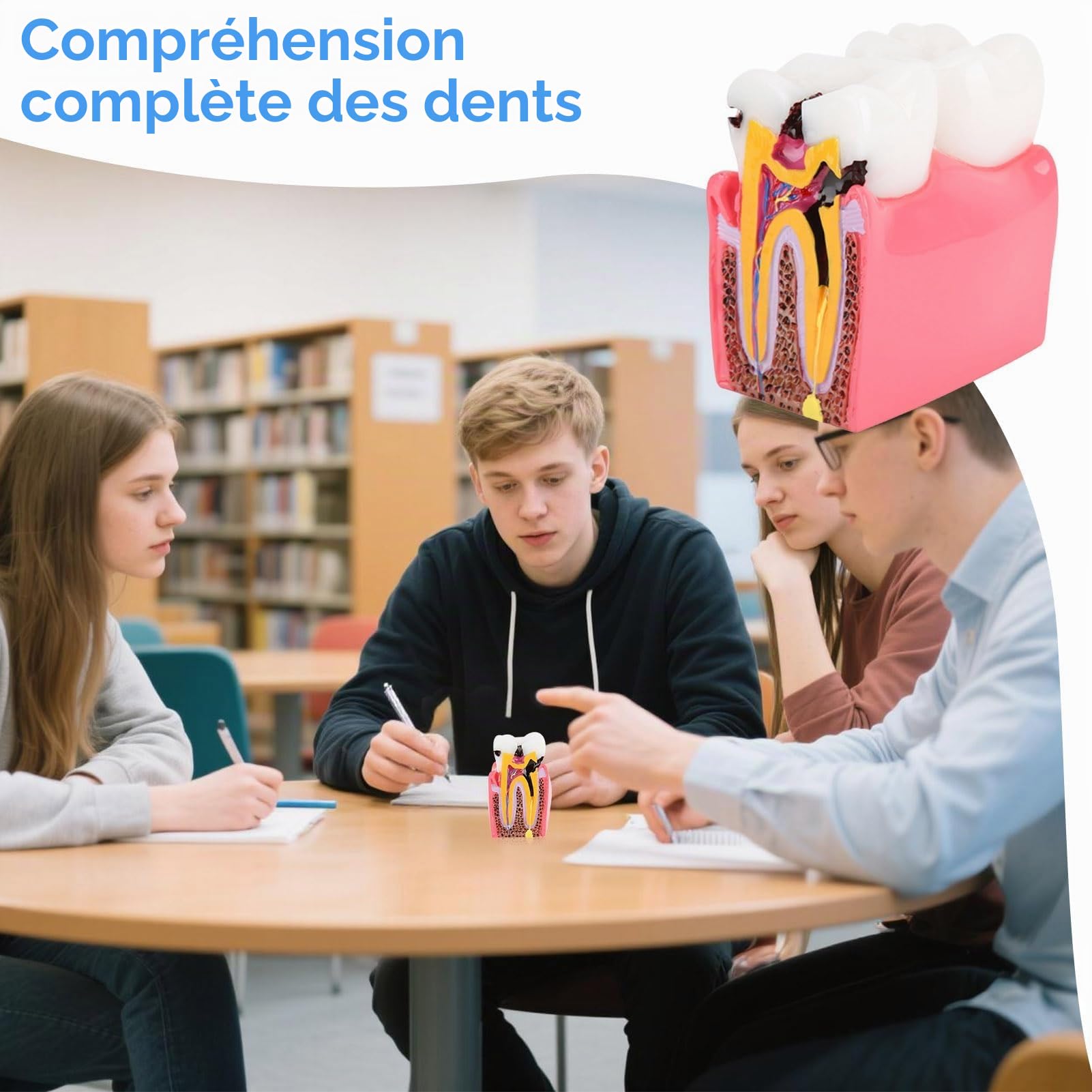 Agatige Modèle D'anatomie Dentaire, Modèles D'Étude De Comparaison De Caries Modèle De Dents D'Éducation À L'anatomie Dentaire De Dentiste Modèle De Développement De Caries Dentaires pour L'Éducation