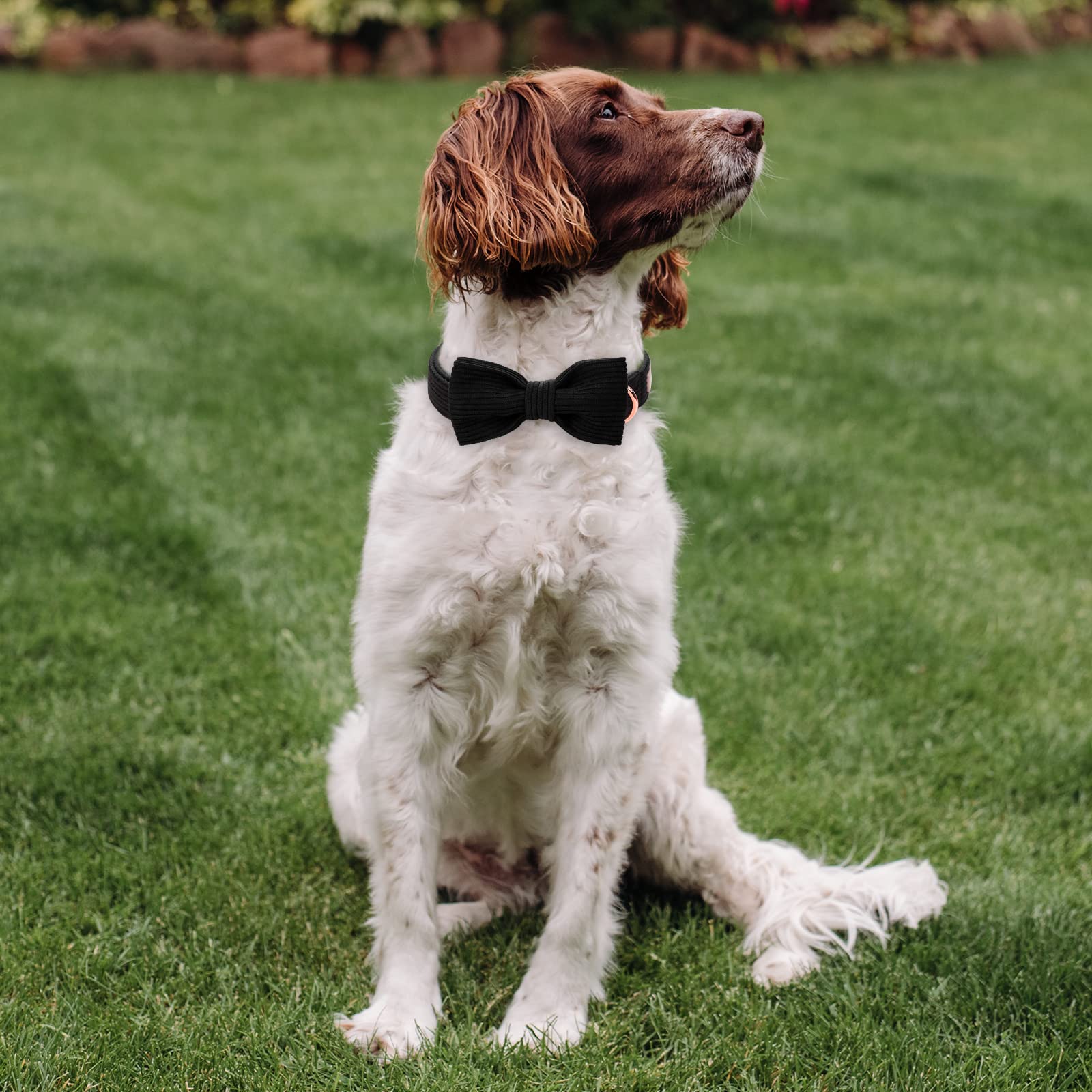 Premium Hundehalsband mit Fliege, doppellagiges Cord-Hundehalsband mit Sicherheits-Metallschnalle, verstellbar, breit, große Halsbänder für kleine,61 cm, Schwarz