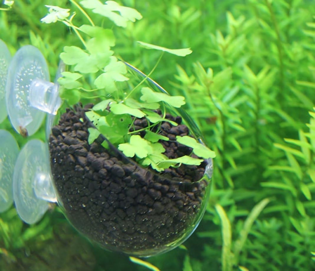 Amazon Srrabbit 水草ポット グラスポット 水草 植木鉢 水槽 アクアリウム 取付簡単 ガラス製 1個 Srrabbit 水槽 通販