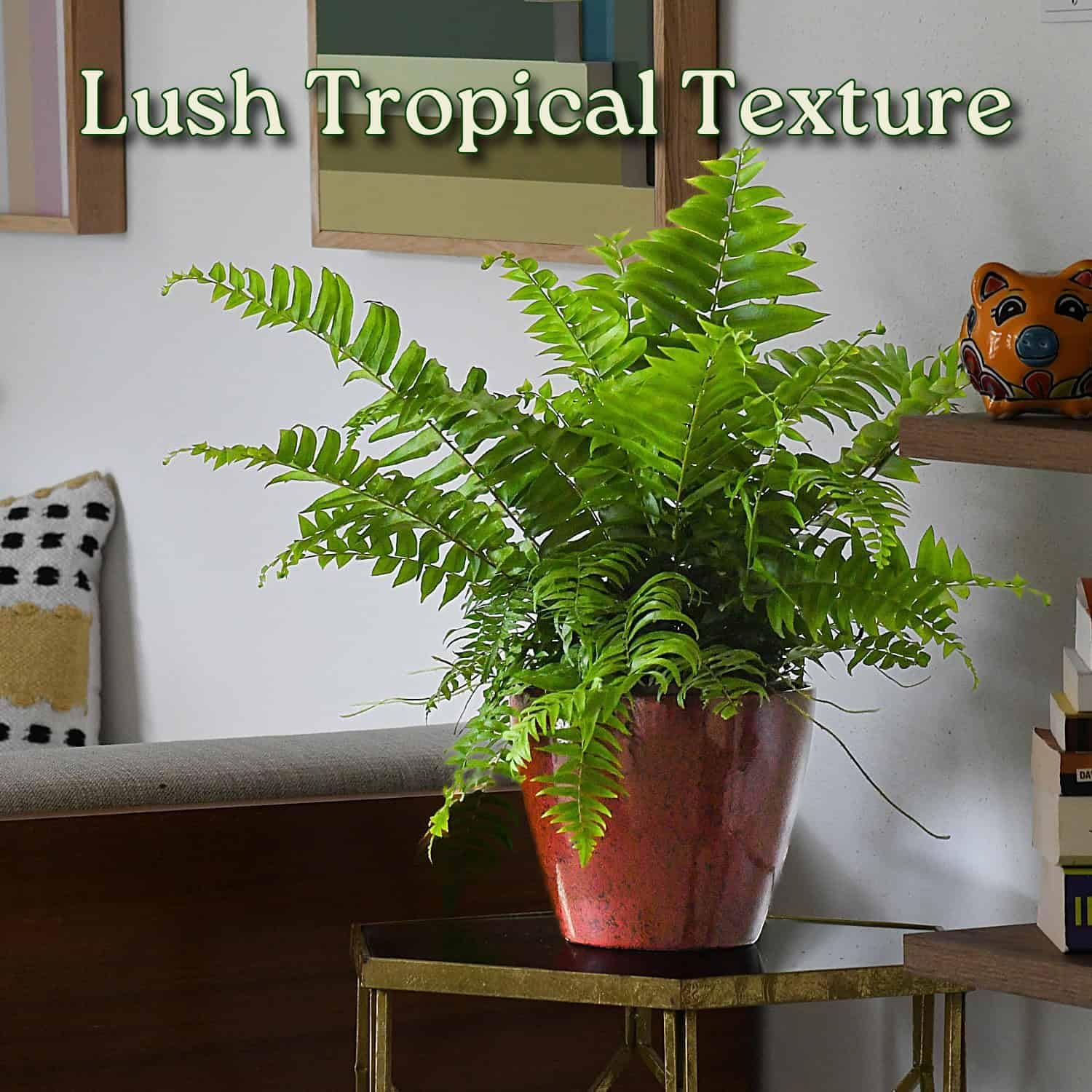 Macho Fern Plant - Live Sword Fern - Easy Care Plant - 14" to 18" Overall Height - 1 Gallon Planter - Tropical Plants of Florida